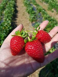 Close-up of hand holding strawberries