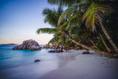 Palm tree by sea against sky