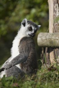 Close-up of meerkat