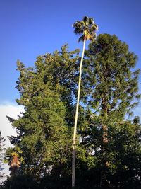 Low angle view of trees against blue sky