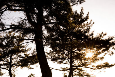 Low angle view of trees against sky
