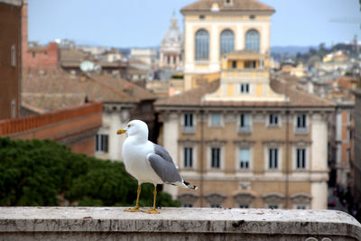 Seagull perching on retaining wall