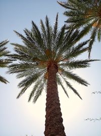 Low angle view of palm trees