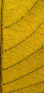 Full frame shot of yellow leaf