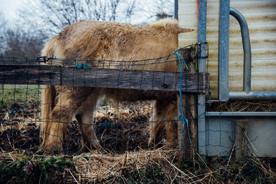 Horse grazing on field