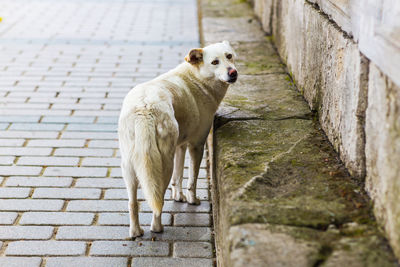 Portrait of dog standing on footpath