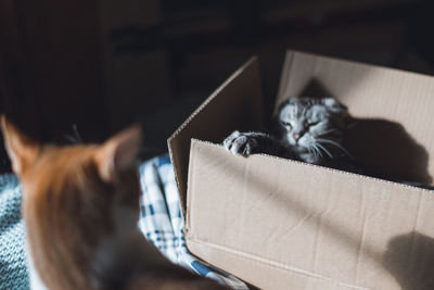 Two cats playing indoors