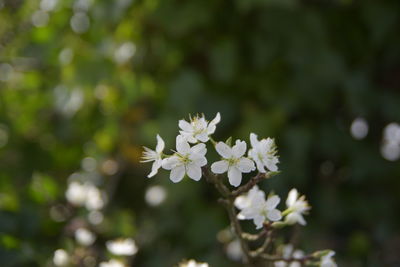 Close-up of white flowering plant