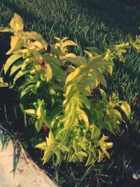 Full frame shot of yellow flowers