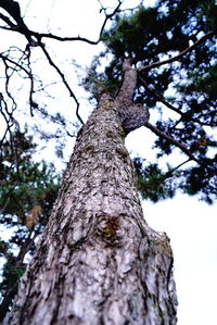 Low angle view of tree against sky