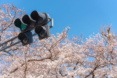 Traffic light the green light with cherry blossoms, tokyo, japan.