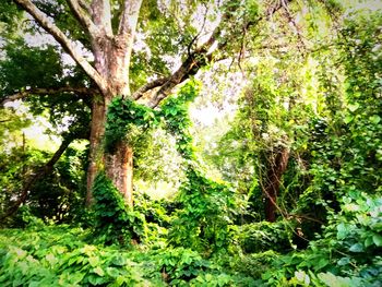 Trees in forest