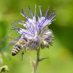 Close-up of bee on flower