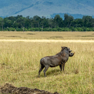 Side view of warthog on field in masai mara
