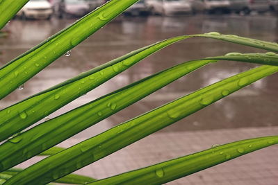 Close-up of green leaves