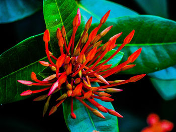 Close-up of flower