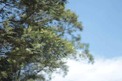 Low angle view of tree against sky