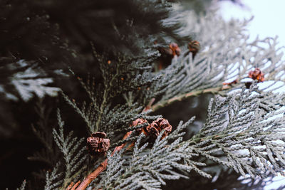 Close-up of snow on pine tree