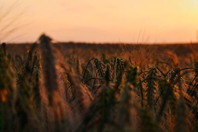 Close-up of wheat field against sky at sunset