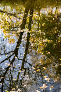 Reflection of trees in water