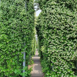 Footpath amidst plants in park