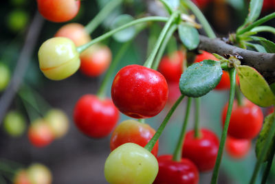 Close-up of berry fruits