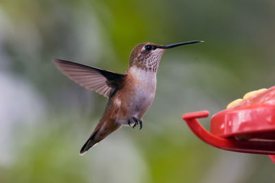 Hummingbirds at