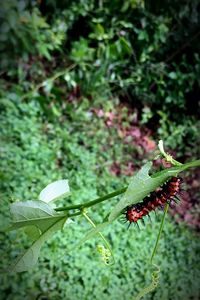 Close-up of insect on plant