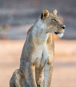 View of a cat looking away