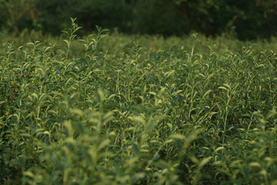 Close-up of tea  plants growing on field