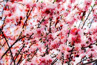 Low angle view of pink cherry blossoms