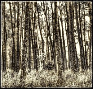 Trees in forest