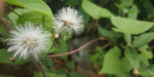 Close-up of white dandelion flower