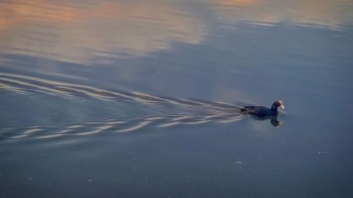 Swan swimming in lake