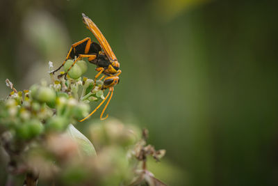 Insects are searching for nectar from flowers.