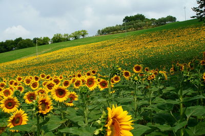 Sunflowers blooming on field against sky