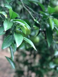 Close-up of fresh green leaves