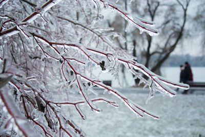 Close-up of snow covered tree