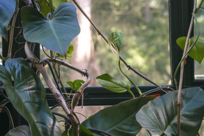 Close-up of leaves on plant
