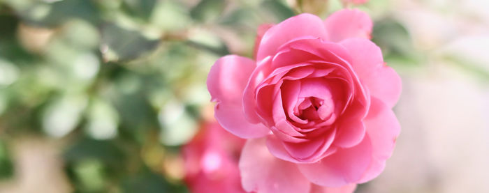 Close-up of rose