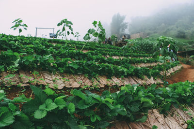 Plants growing on field