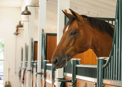 Close-up of horse in stable