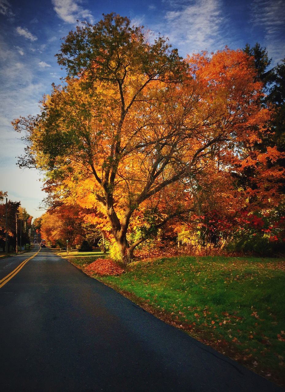 tree, road, transportation, car, sunset, sunlight, no people, nature, sky, beauty in nature, the way forward, autumn, outdoors, tranquil scene, car interior, day, scenics