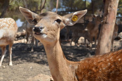 Close-up of deer at zoo