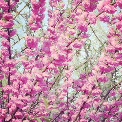 Pink flowers growing on tree