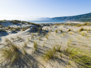 Dunes in guincho beach, cascais, portugal