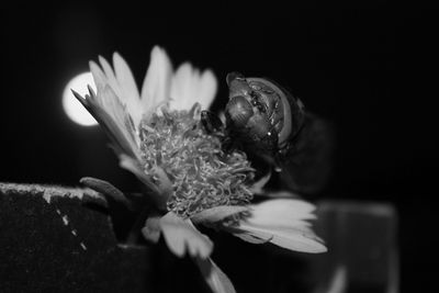 Close-up of flower against black background