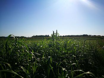 Crops growing on field against clear sky