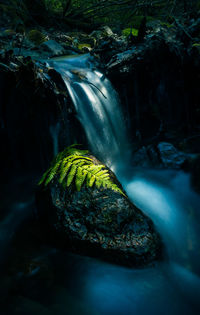 Scenic view of waterfall in forest