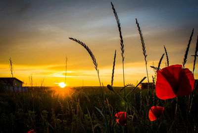 Plants growing on field against sky during sunset